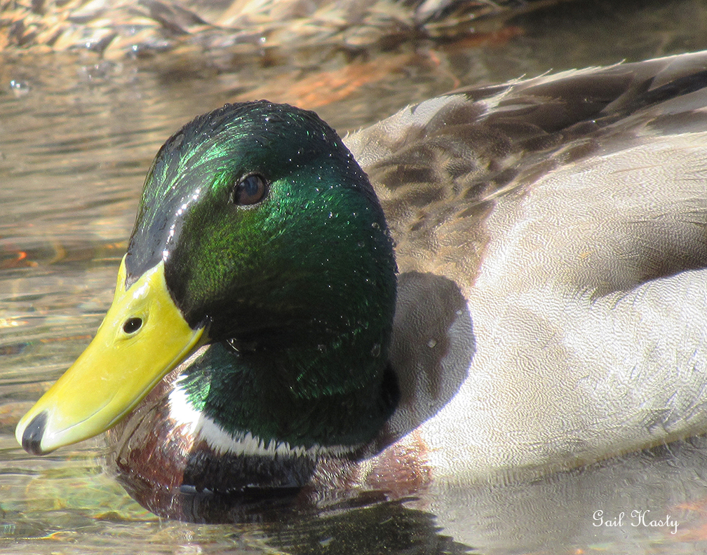 Male Green Head | Stampede Photography