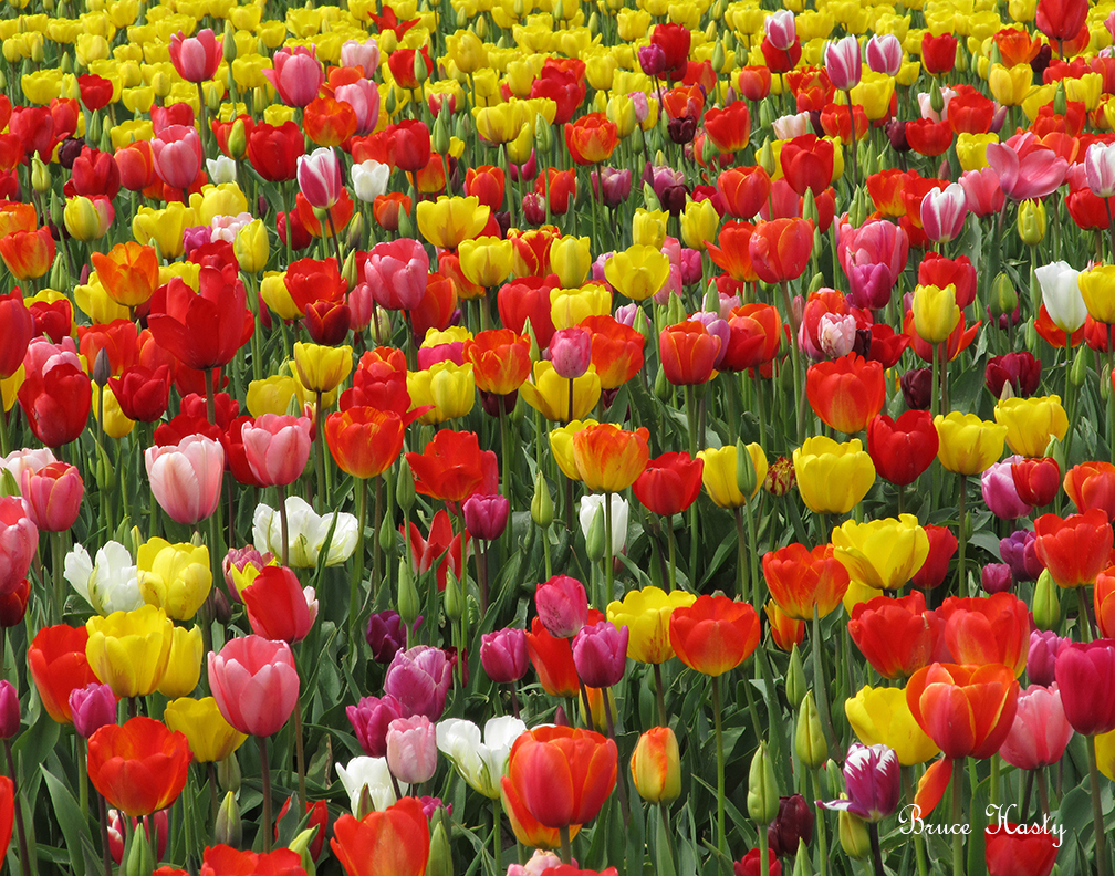 Field Of Tulips | Stampede Photography